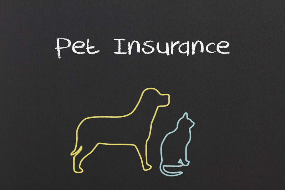 pet insurance New Zealand